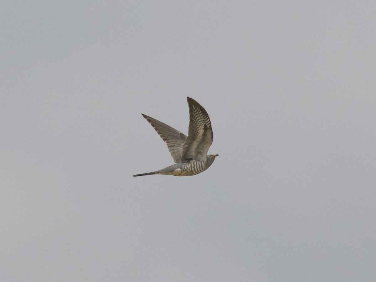 Common Cuckoo - ML443484701