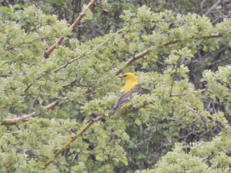 Eurasian Golden Oriole - ML443484941