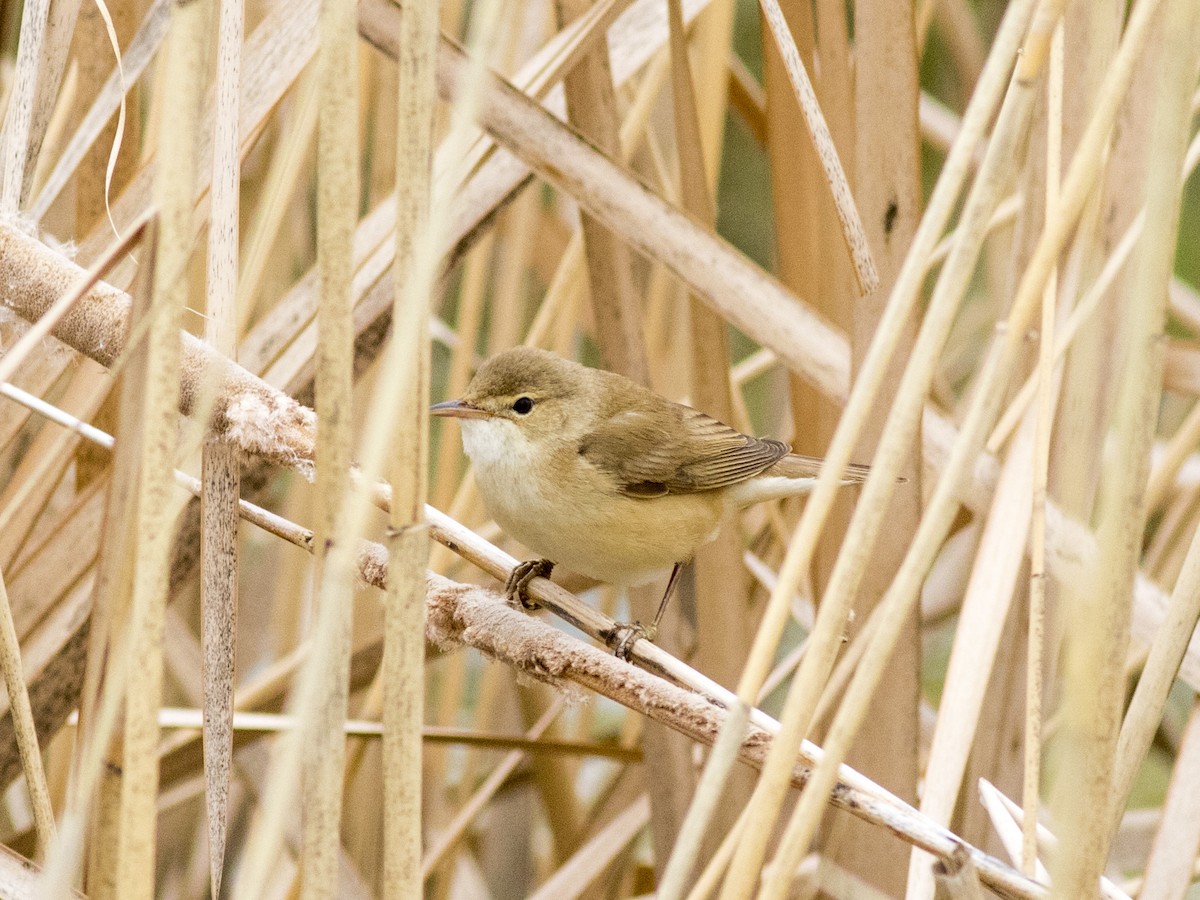 Common Reed Warbler - ML443485181