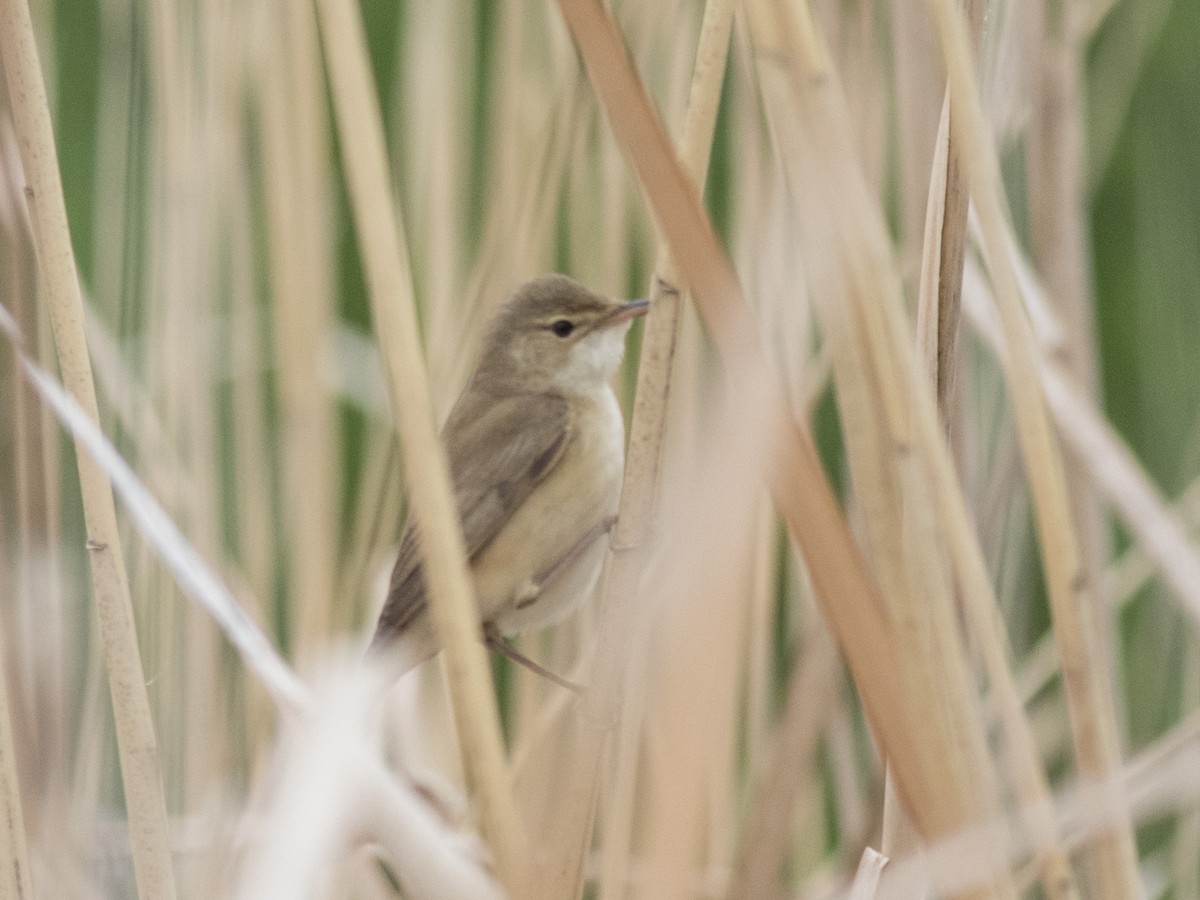 Common Reed Warbler - ML443485211