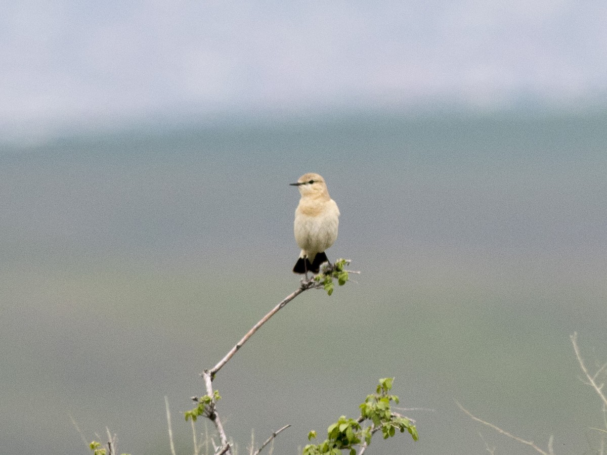 Isabelline Wheatear - ML443485391