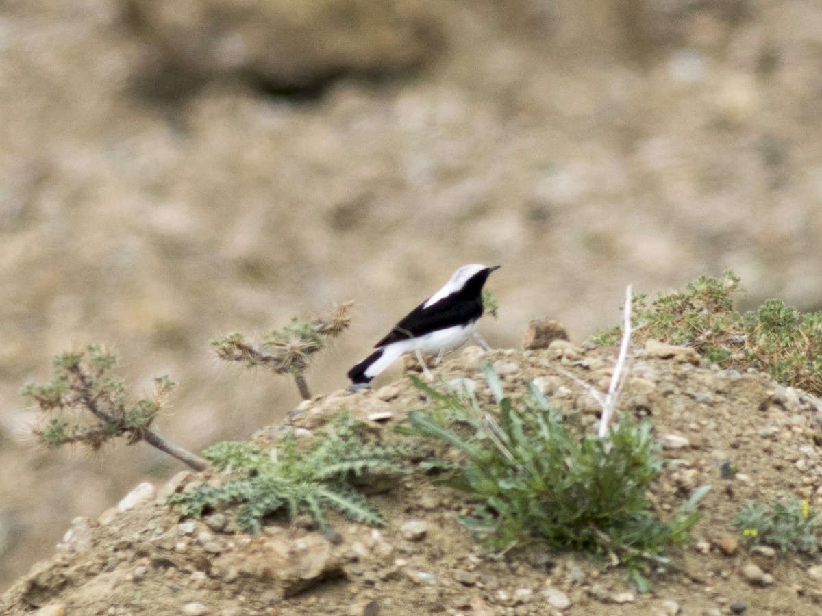 Finsch's Wheatear - ML443485411