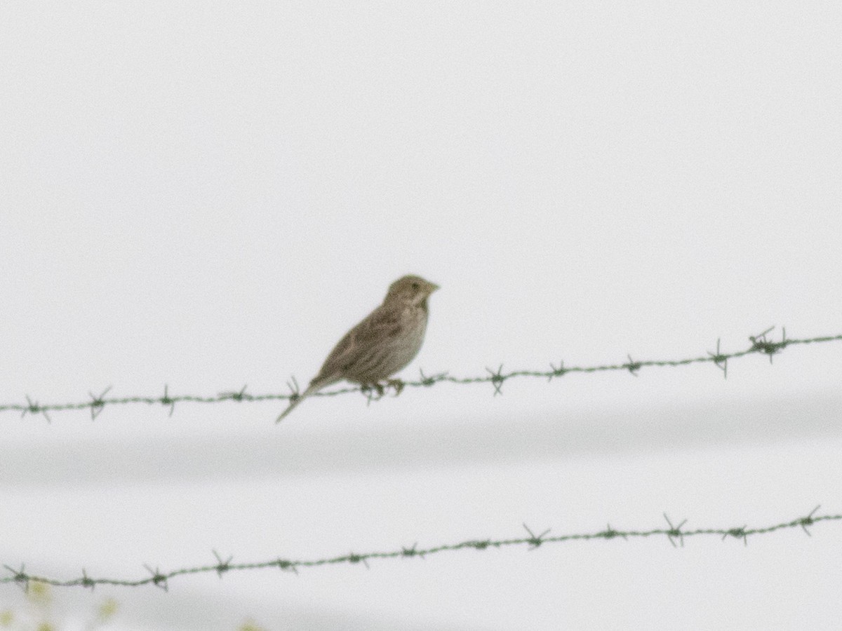 Corn Bunting - ML443485451