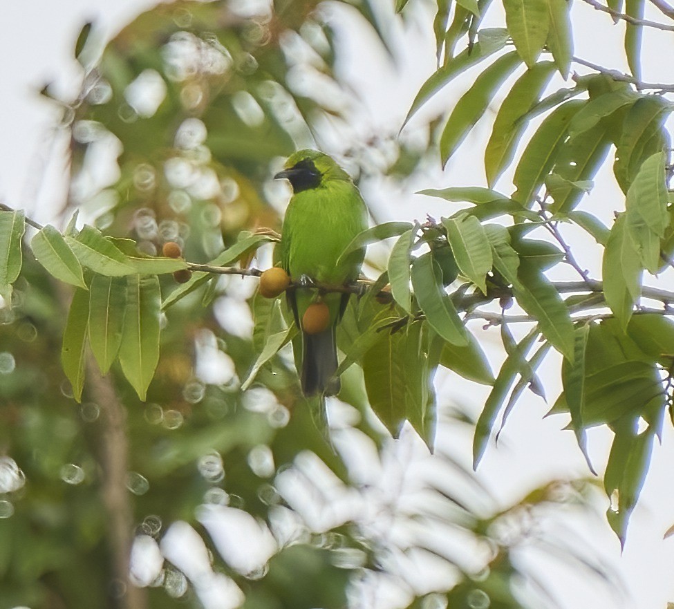 Lesser Green Leafbird - Steven Cheong