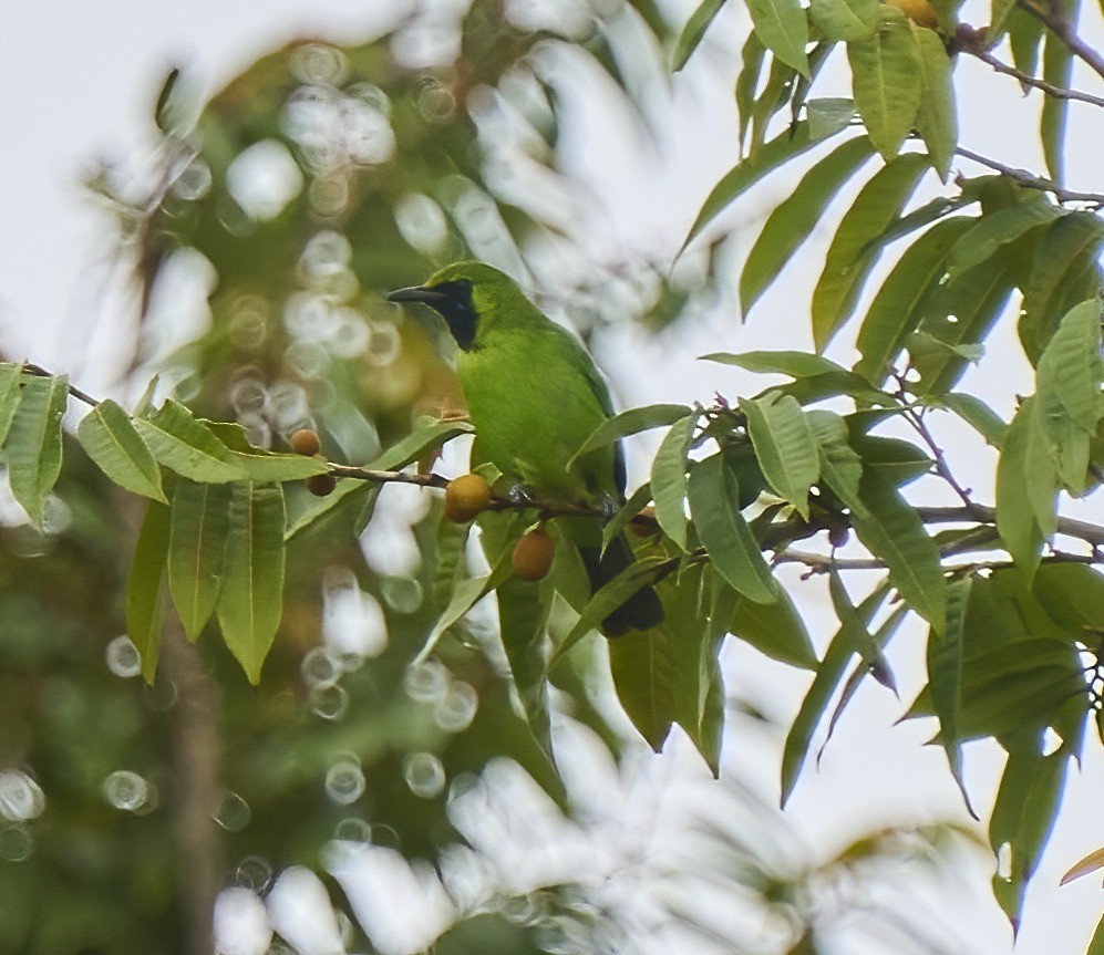 Lesser Green Leafbird - Steven Cheong