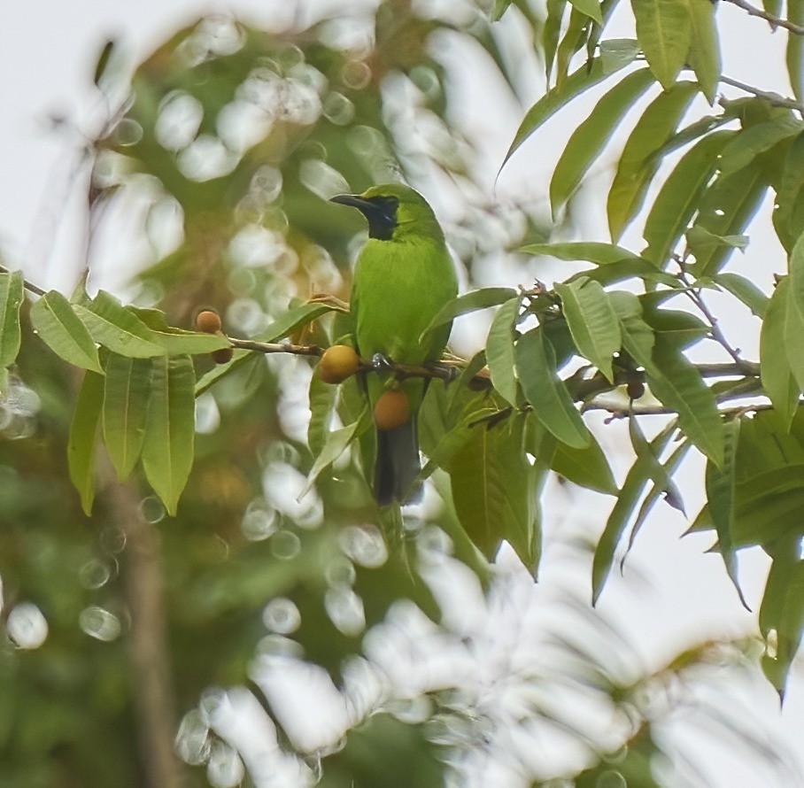 Lesser Green Leafbird - Steven Cheong