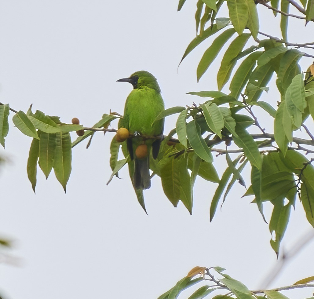 Lesser Green Leafbird - Steven Cheong