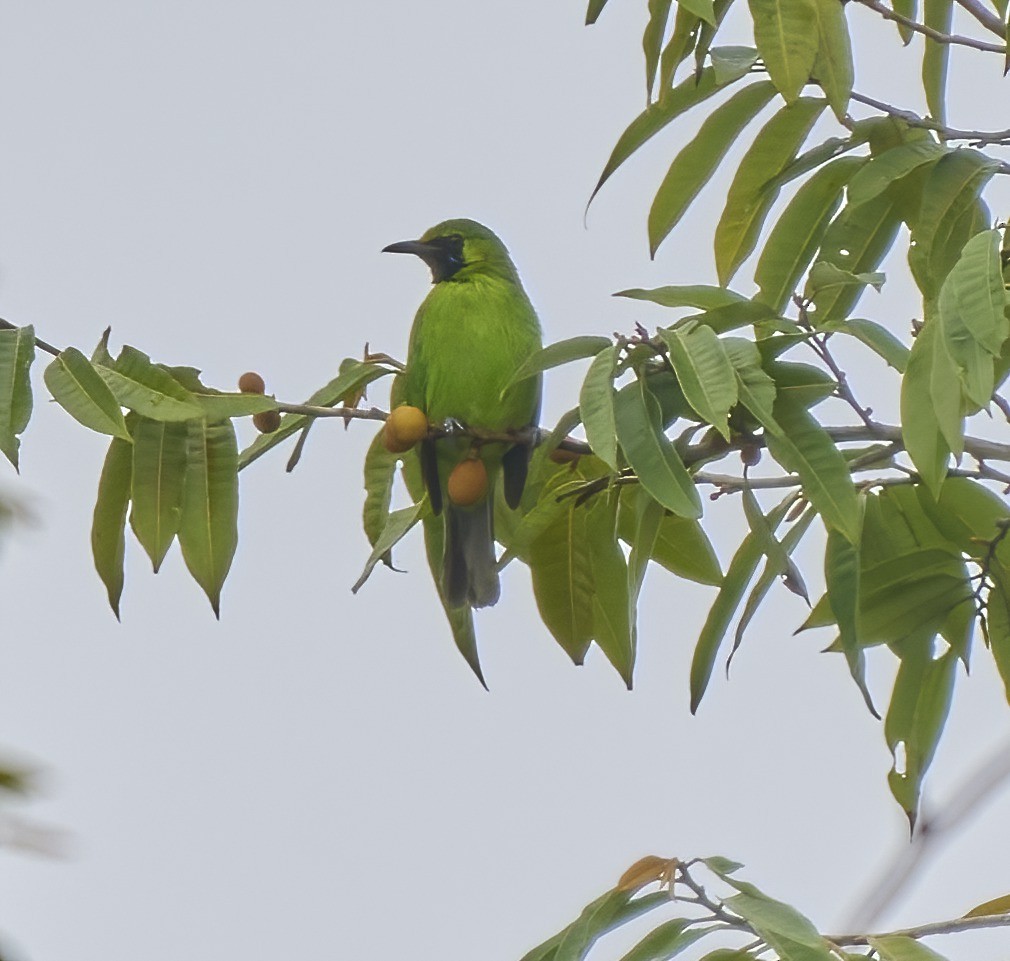 Lesser Green Leafbird - Steven Cheong