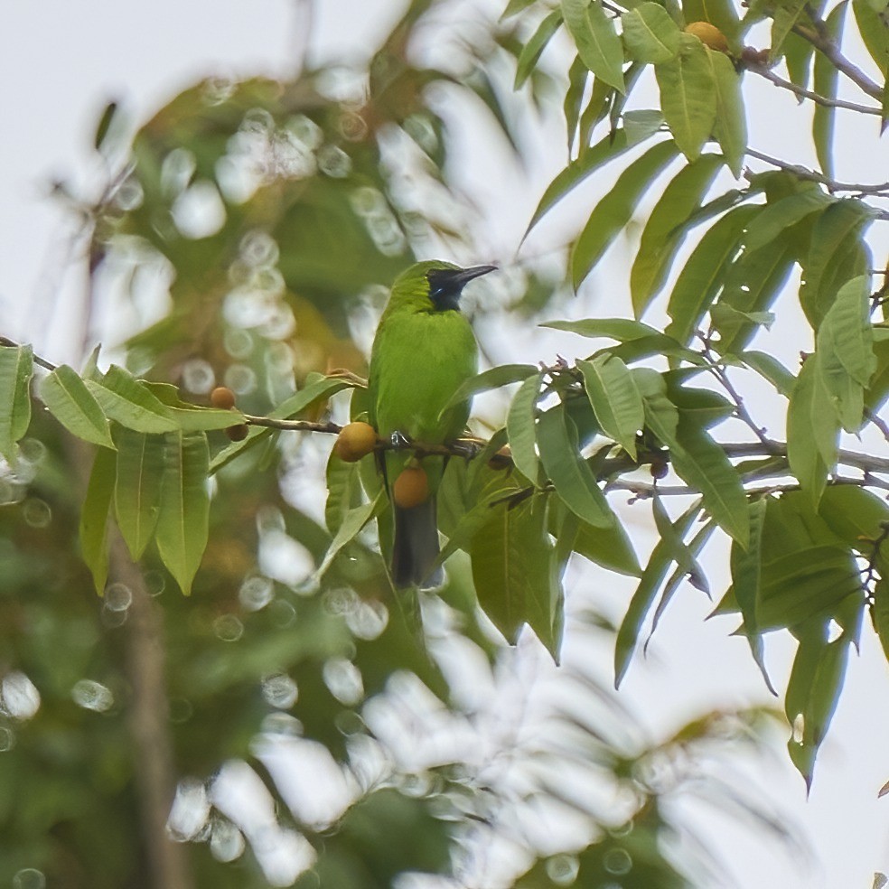 Lesser Green Leafbird - Steven Cheong