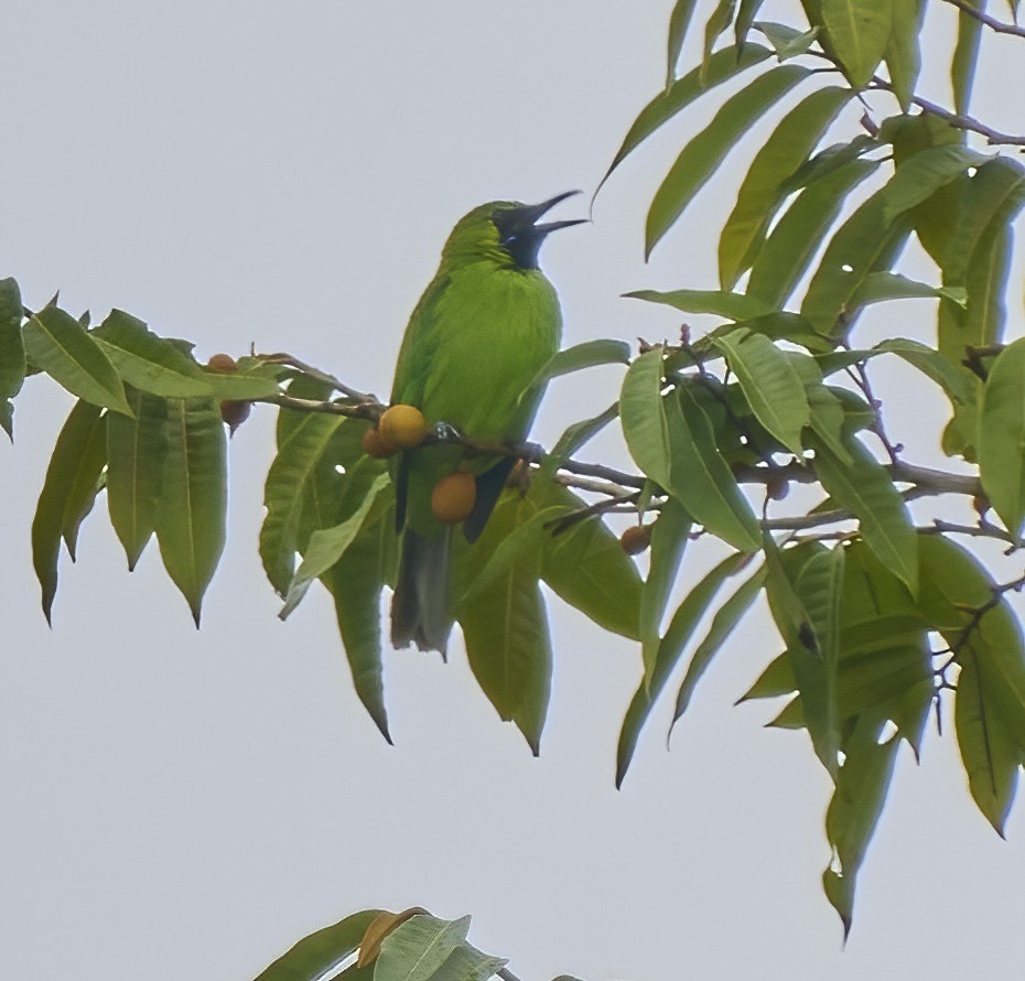 Blaubart-Blattvogel - ML443486691