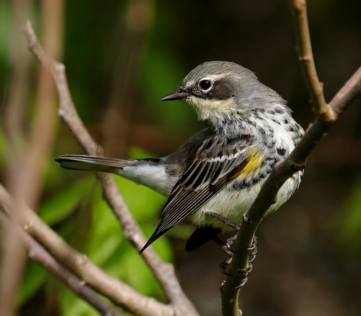 Yellow-rumped Warbler - Nik Teichmann