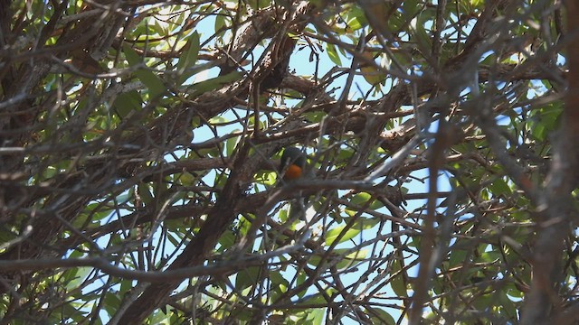 Flame-throated Warbler - ML443489291