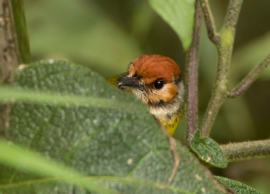 Rufous-crowned Tody-Flycatcher - ML44348971