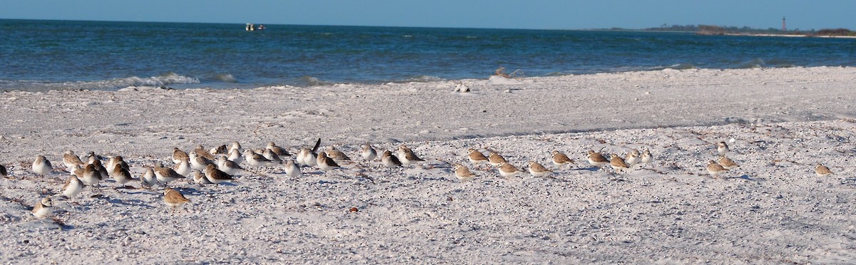 Piping Plover - ML44349021