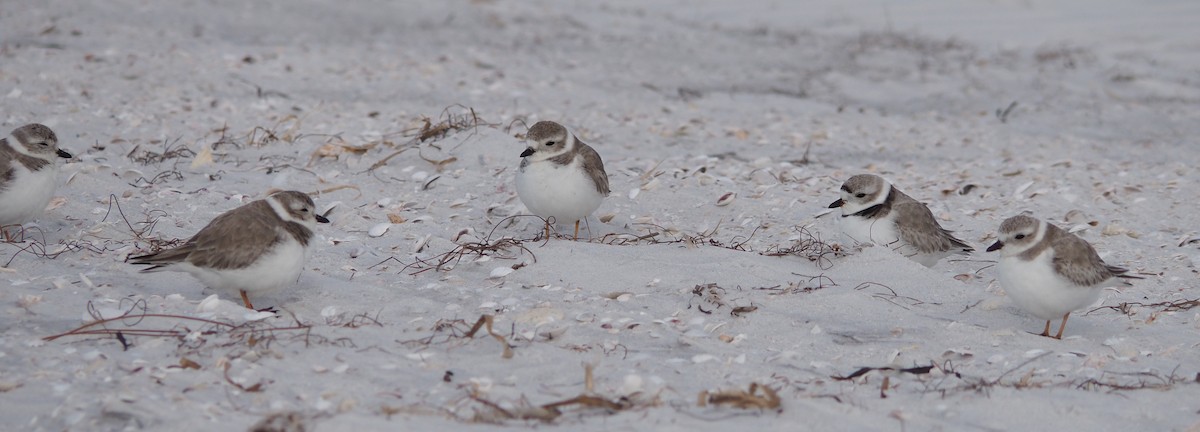 Piping Plover - ML44349061