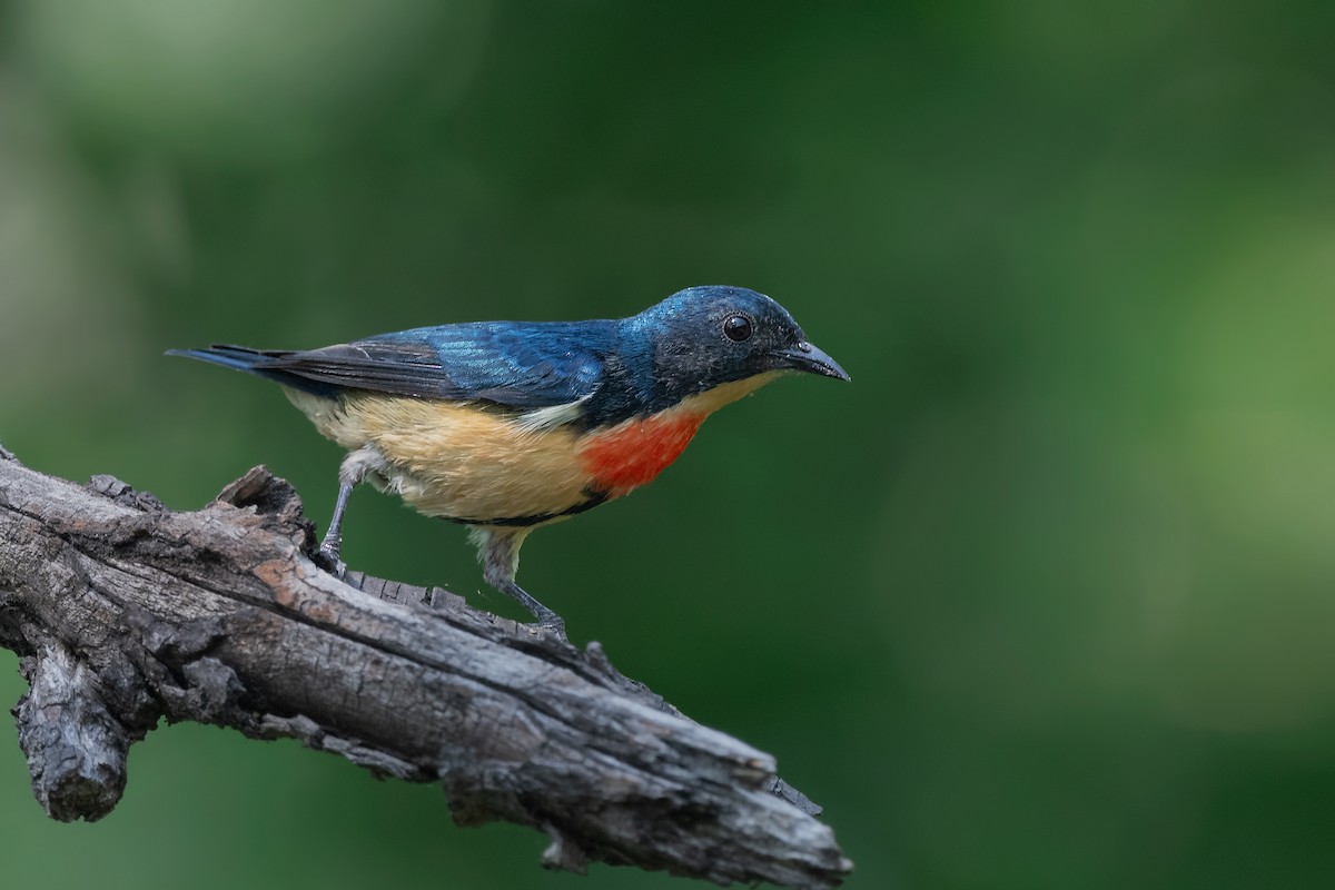 Fire-breasted Flowerpecker - ML443491671