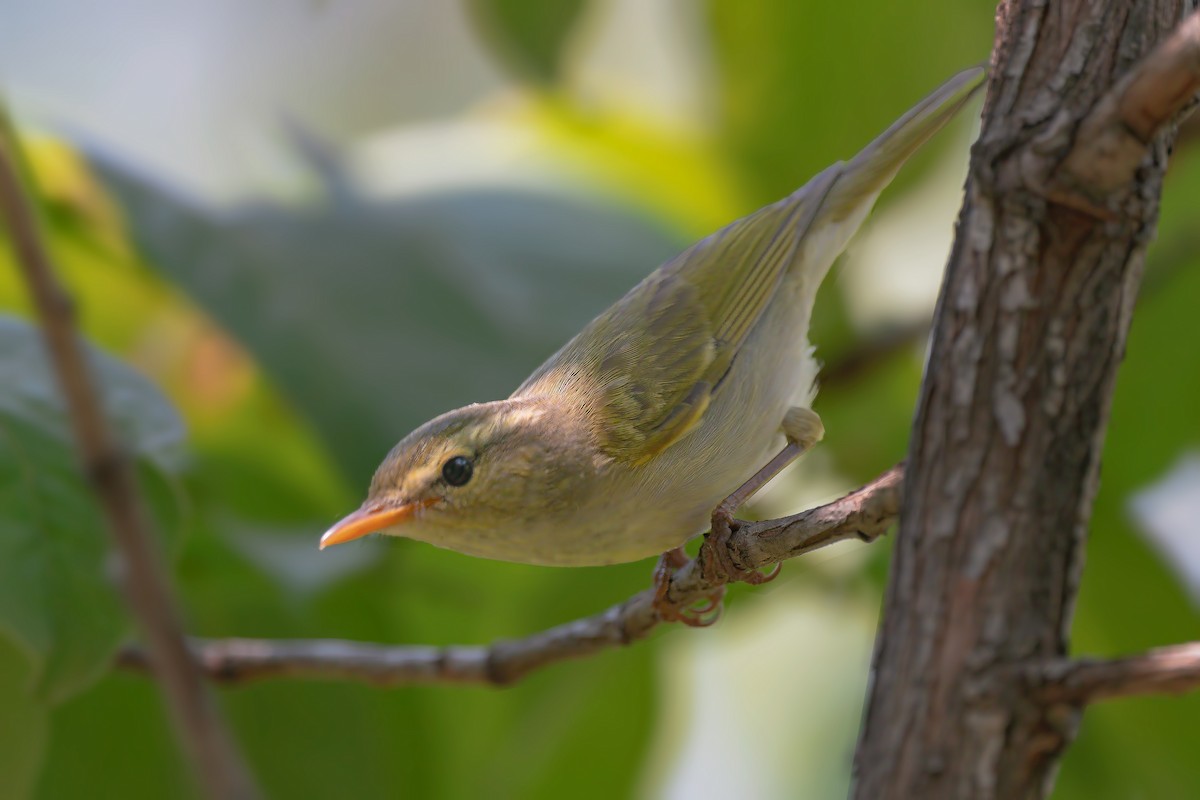 Western Crowned Warbler - ML443491851