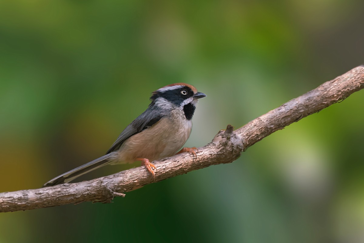 Black-throated Tit - ML443491931