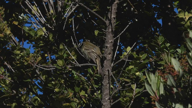 Mountain Elaenia - ML443493311