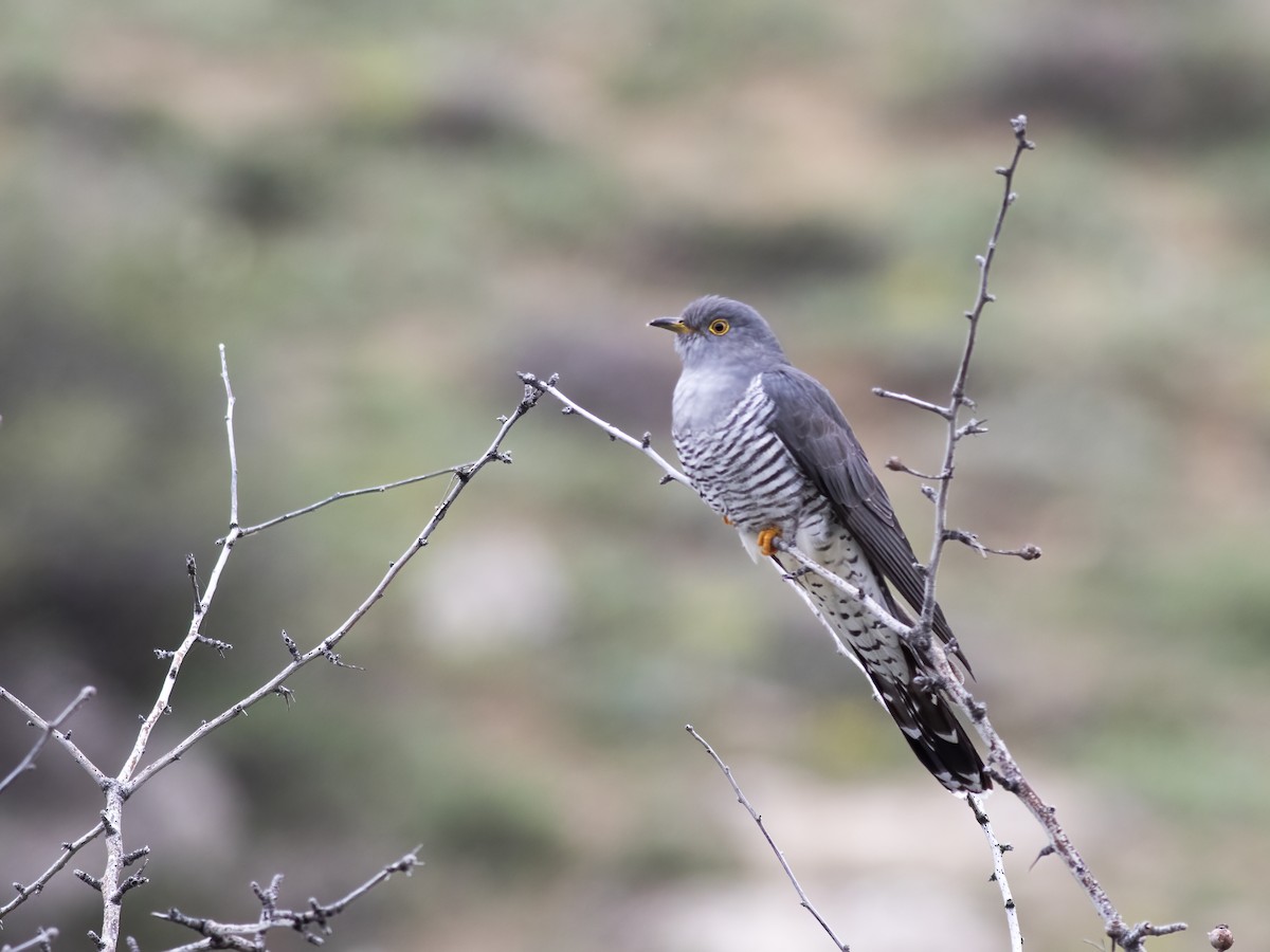 Common Cuckoo - ML443493921