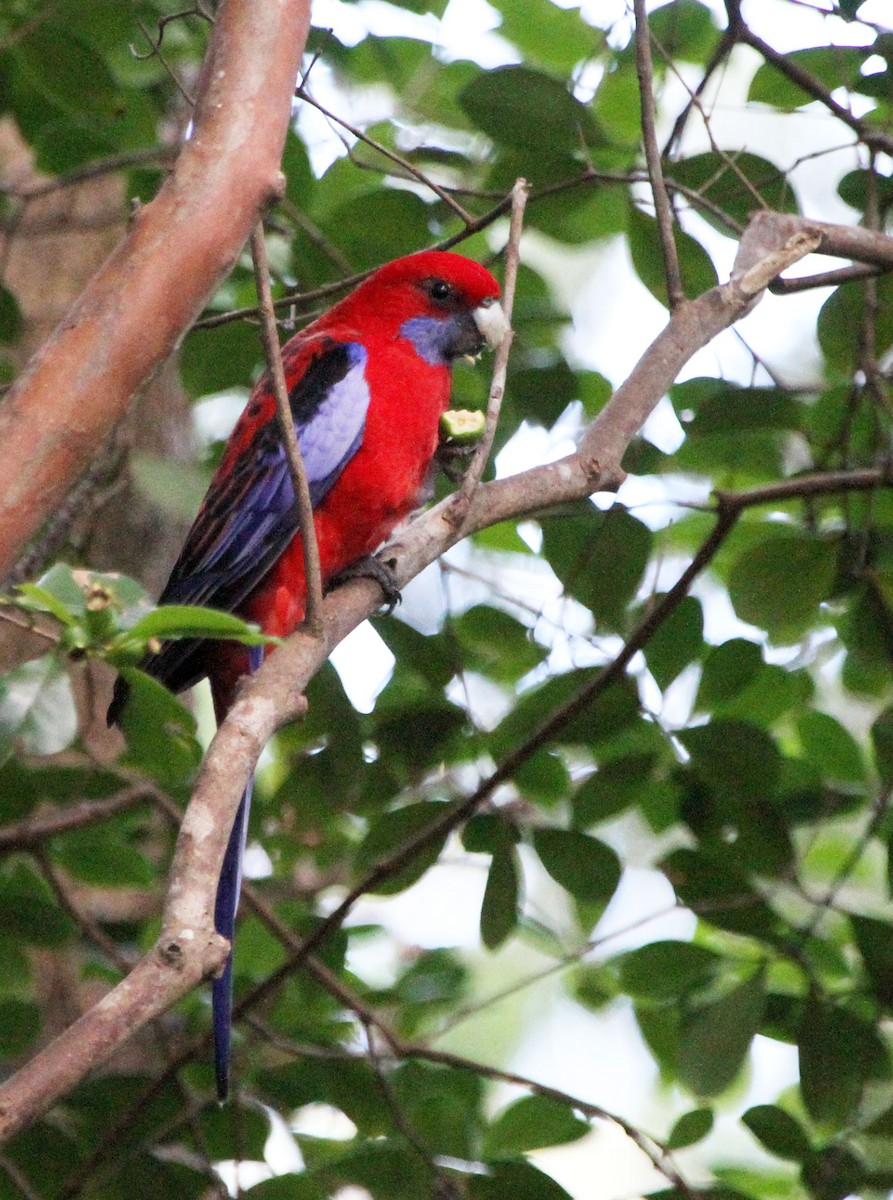 Crimson Rosella - ML443494761