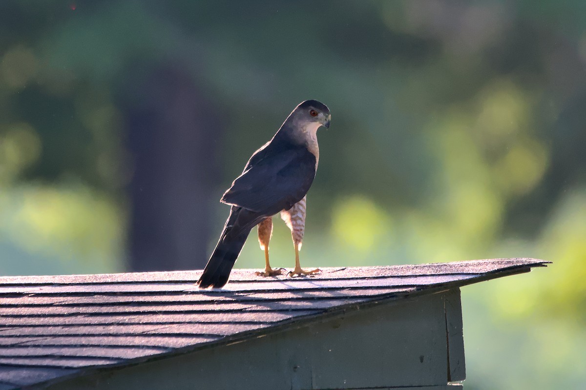 Cooper's Hawk - Doug Norwood