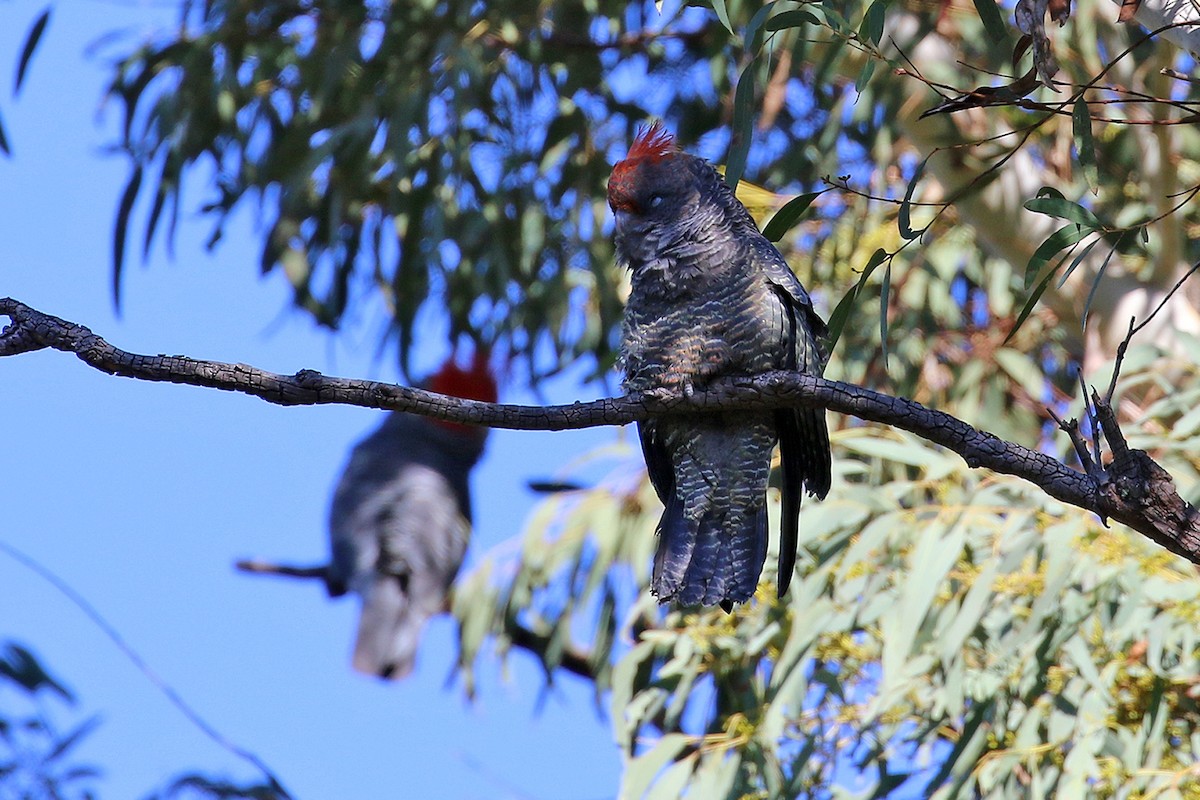 Gang-gang Cockatoo - Deb & Rod R