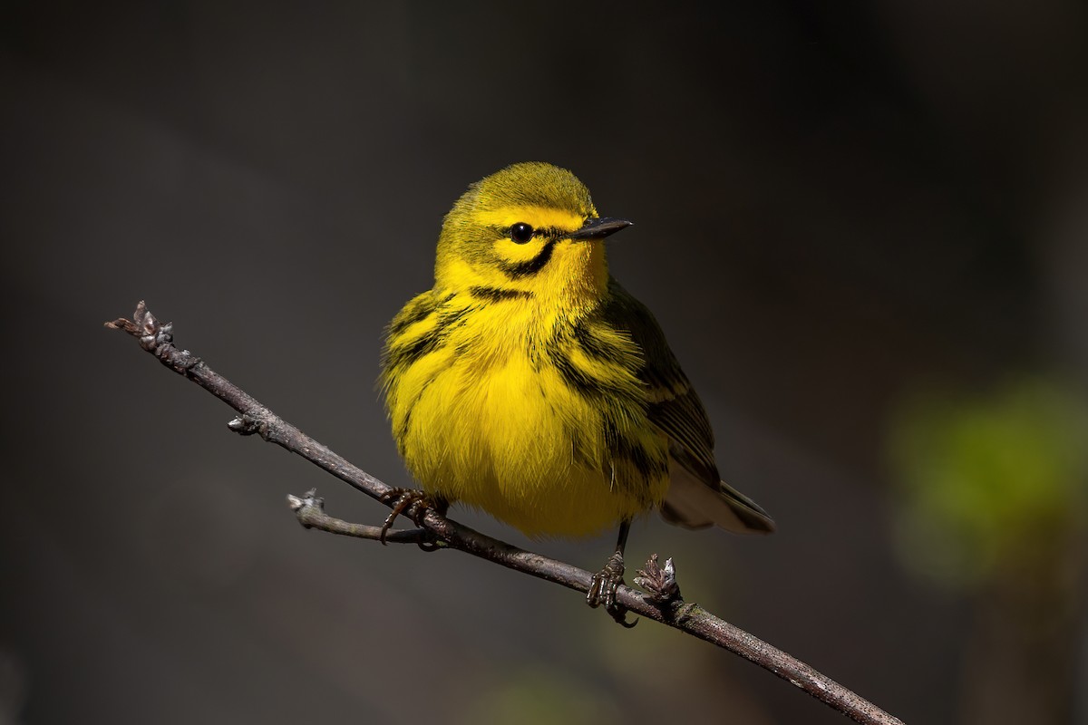Prairie Warbler - ML443495651