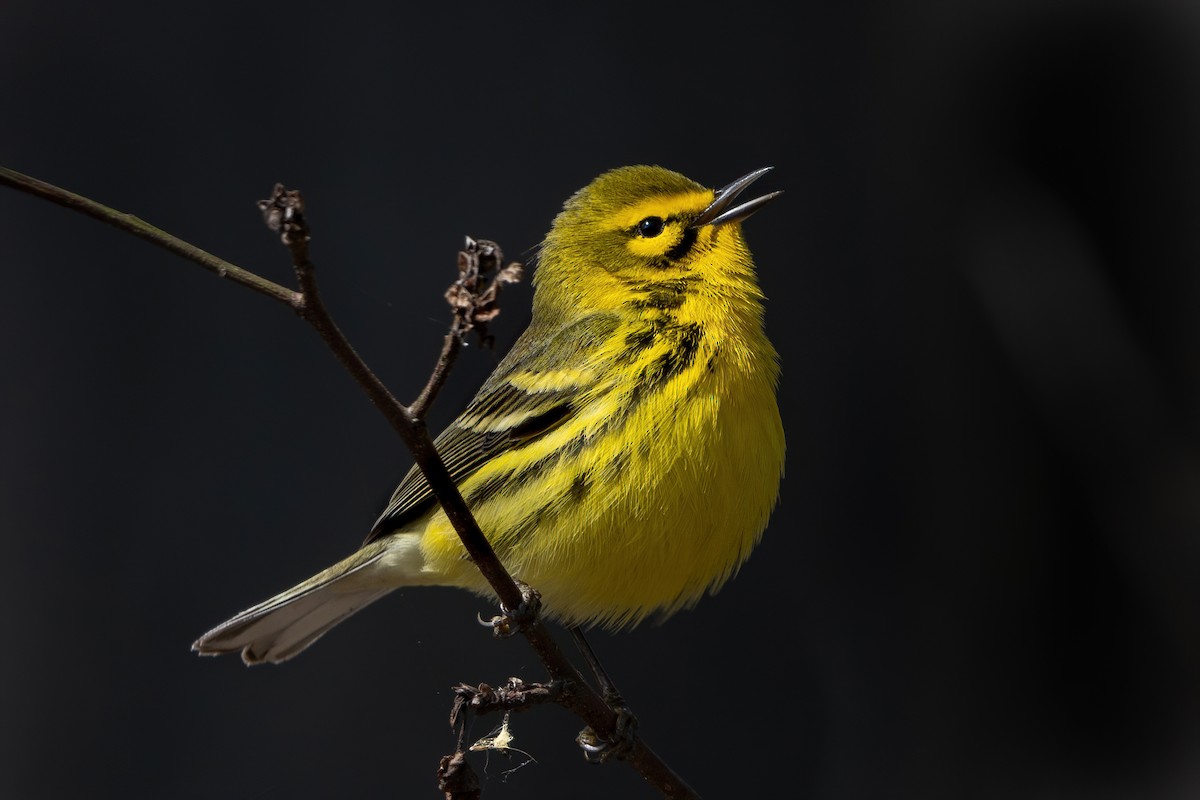 Prairie Warbler - ML443495661