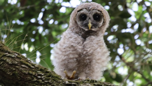 Barred Owl - ML443496441