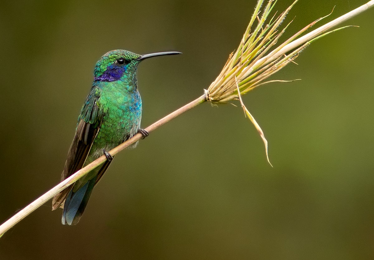 kolibřík modrouchý (ssp. cyanotus/crissalis) - ML44349681