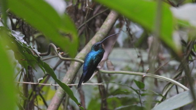 Grünschattenkolibri - ML443496991