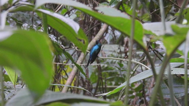 Grünschattenkolibri - ML443497001