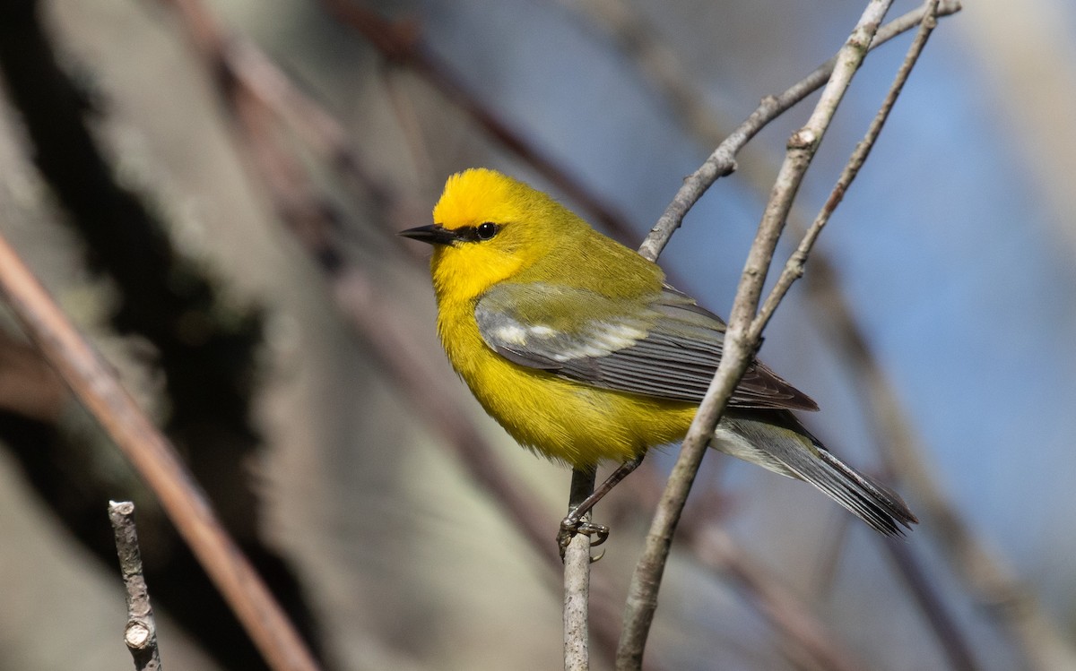 Blue-winged Warbler - ML443497381