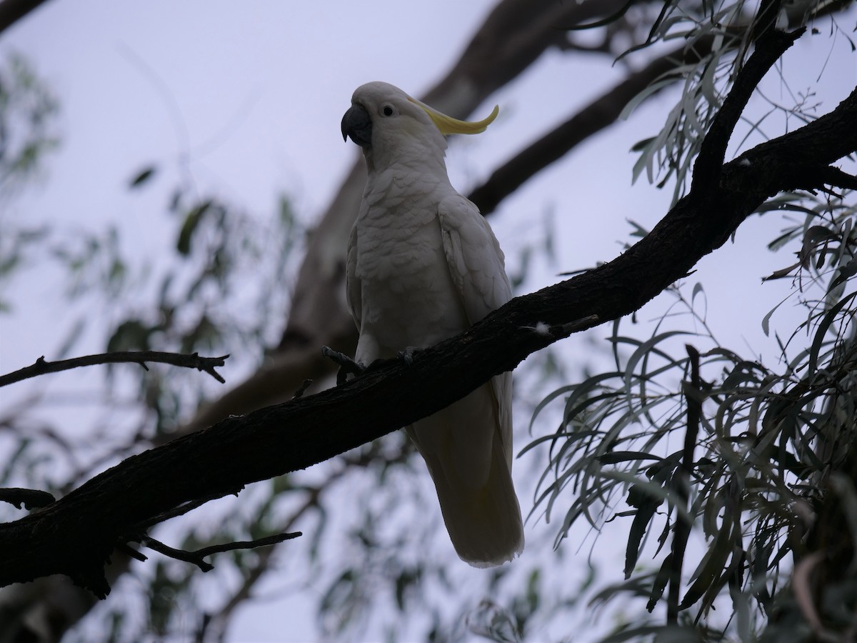 Sulphur-crested Cockatoo - ML443499391