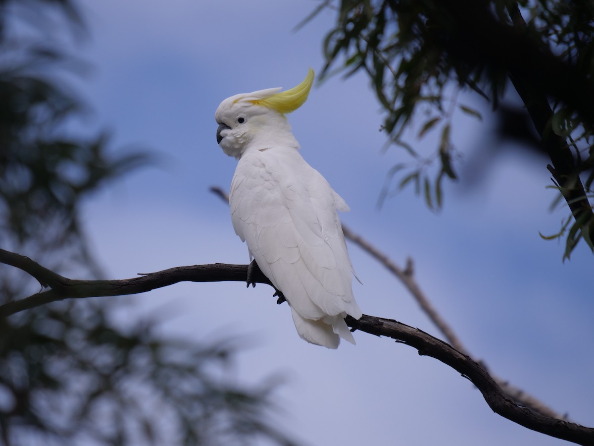 Sulphur-crested Cockatoo - ML443499401