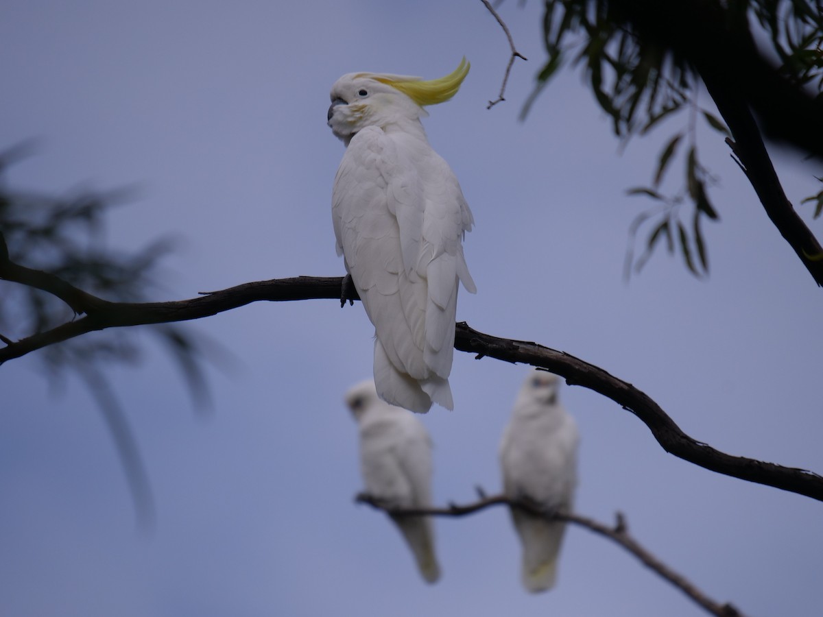 Sulphur-crested Cockatoo - ML443499411