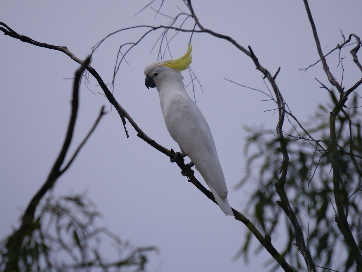 Sulphur-crested Cockatoo - ML443499421