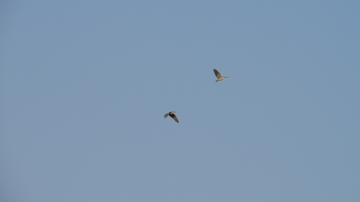 Black-crowned Night Heron - ML443499991