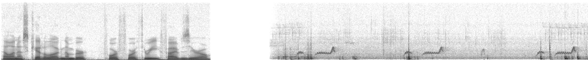 Mexican Whip-poor-will - ML44350