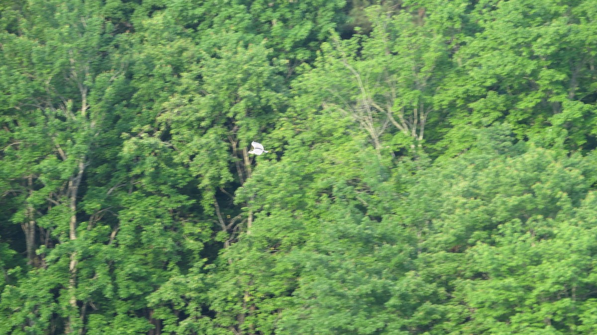 Black-crowned Night Heron - ML443500001