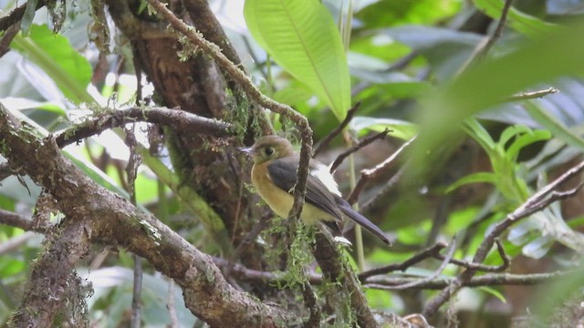 Sulphur-rumped Flycatcher - ML443502291