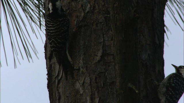 Red-cockaded Woodpecker - ML443503