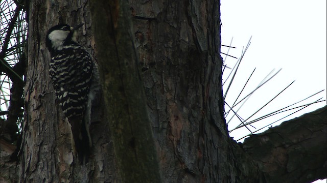 Red-cockaded Woodpecker - ML443504