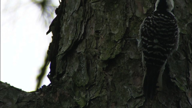 Red-cockaded Woodpecker - ML443506