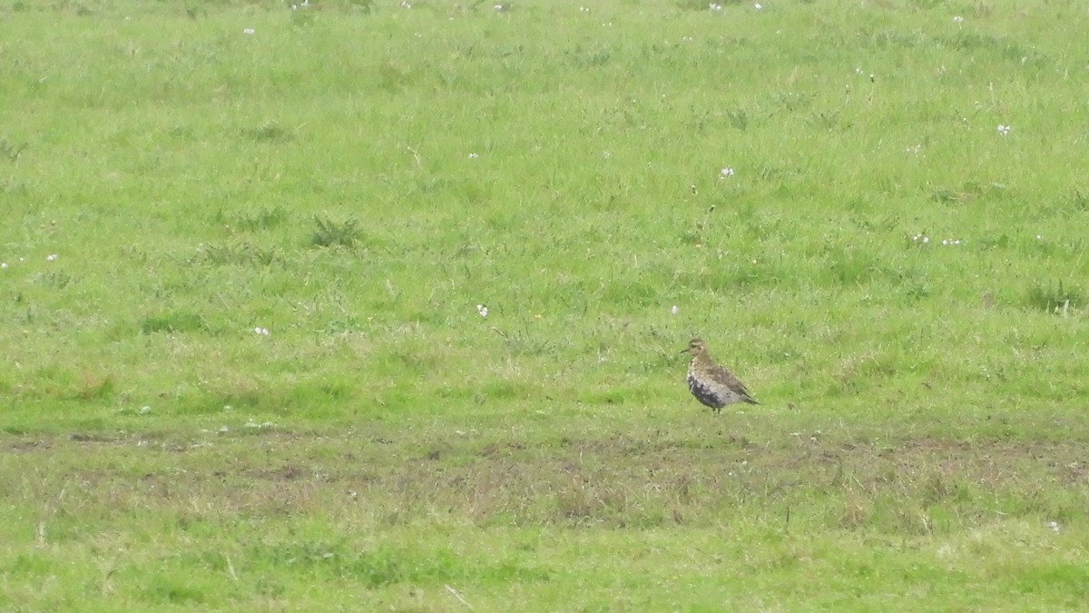 European Golden-Plover - ML443506611