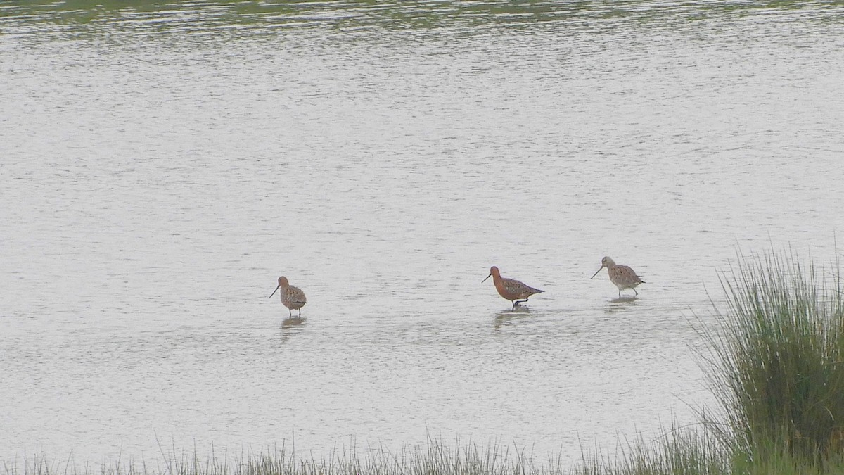 Bar-tailed Godwit - ML443506941