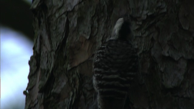 Red-cockaded Woodpecker - ML443507