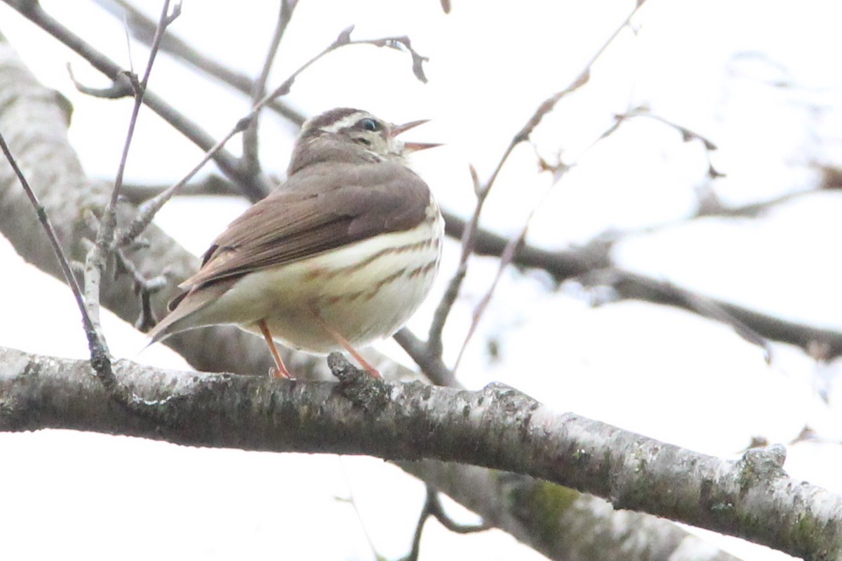 Louisiana Waterthrush - ML443507221