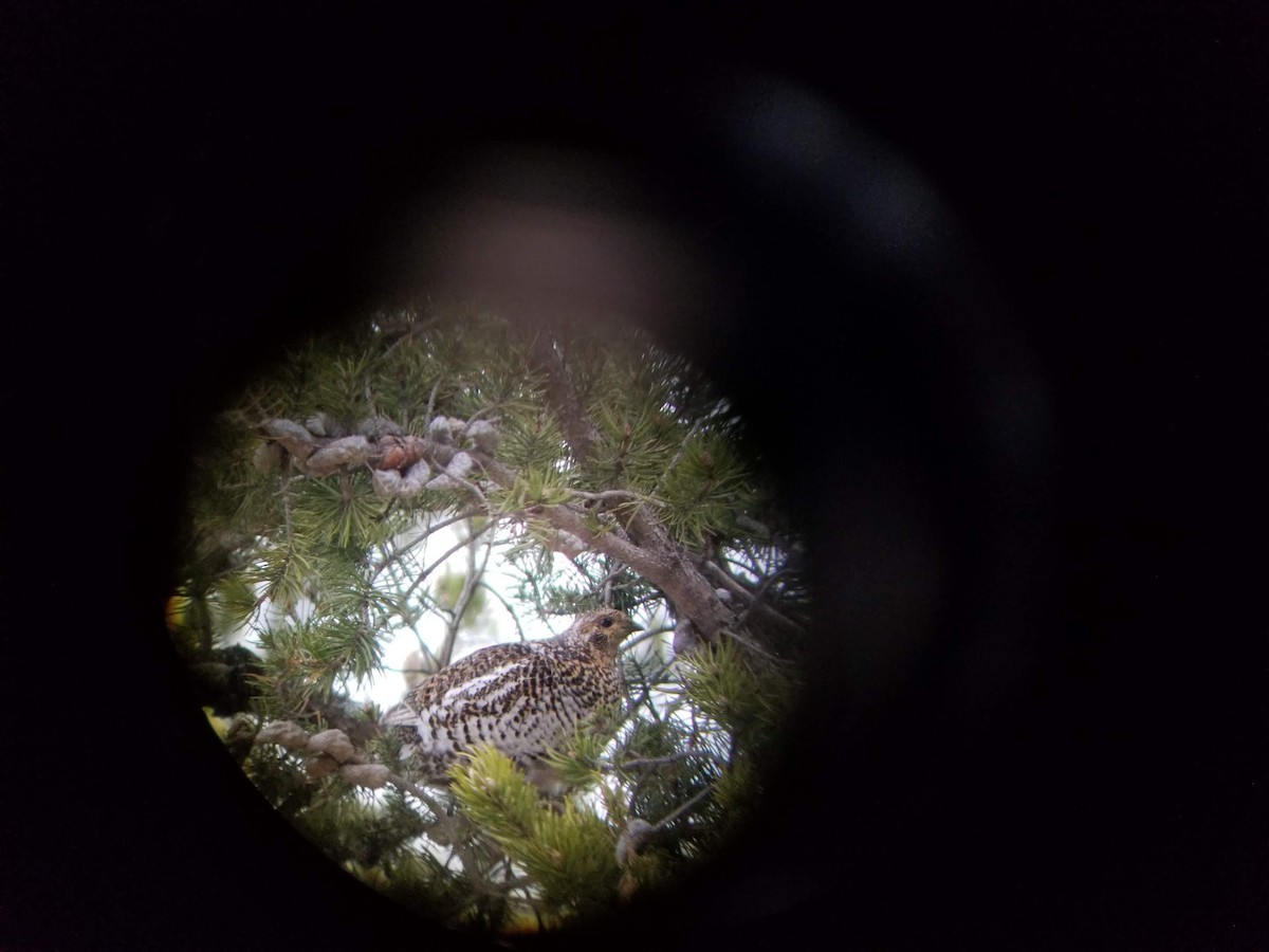 Spruce Grouse - ML443507261